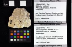 Foto (Objket + Etiketten) von Brachyura indet. 